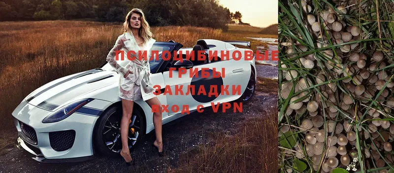 Галлюциногенные грибы Psilocybe  Новоалександровск 