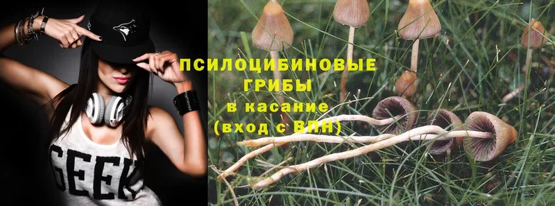 Галлюциногенные грибы Psilocybe Новоалександровск